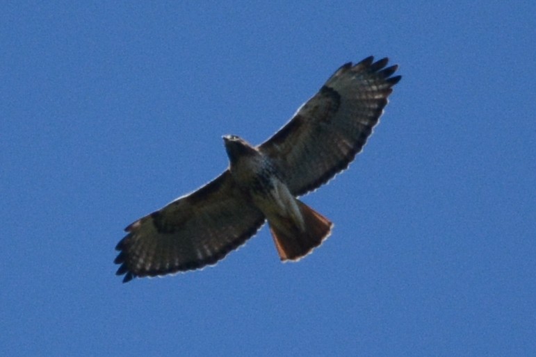 Red-tailed Hawk (jamaicensis) - ML615487446