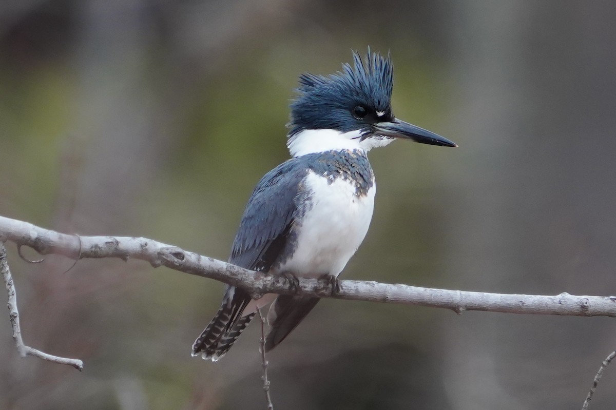 Belted Kingfisher - ML615487457