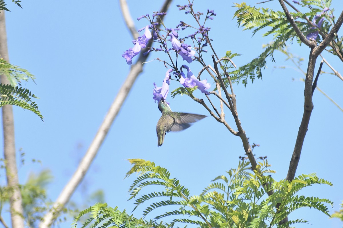 kolibřík azurovotemenný (ssp. cyanocephala) - ML615487587