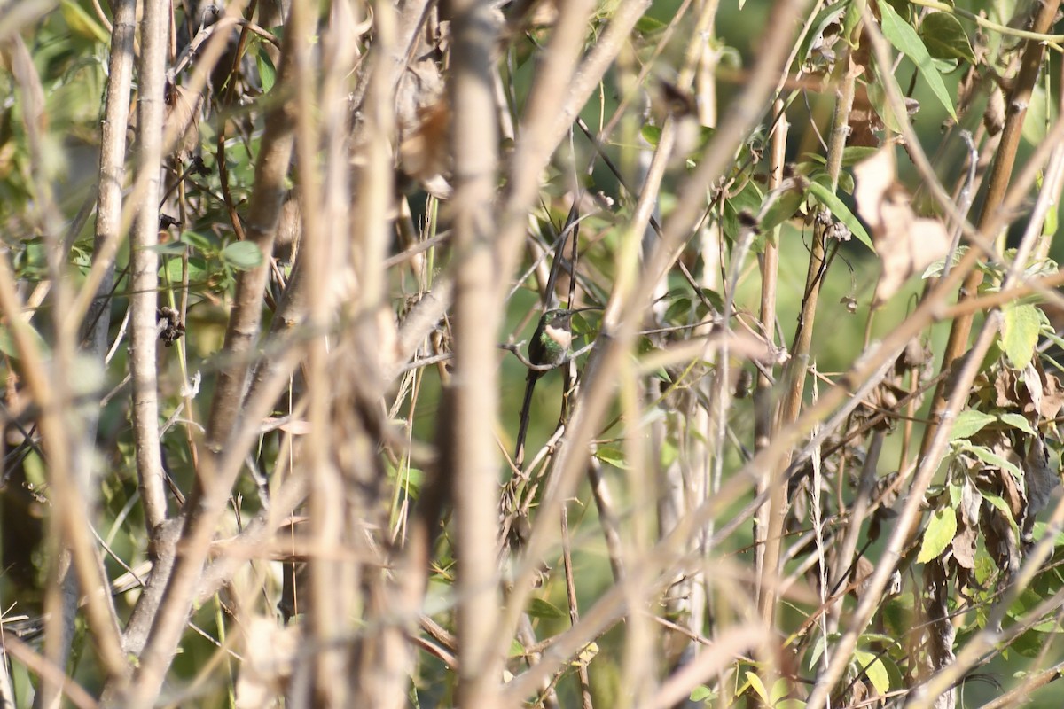 Colibri à queue singulière - ML615487599