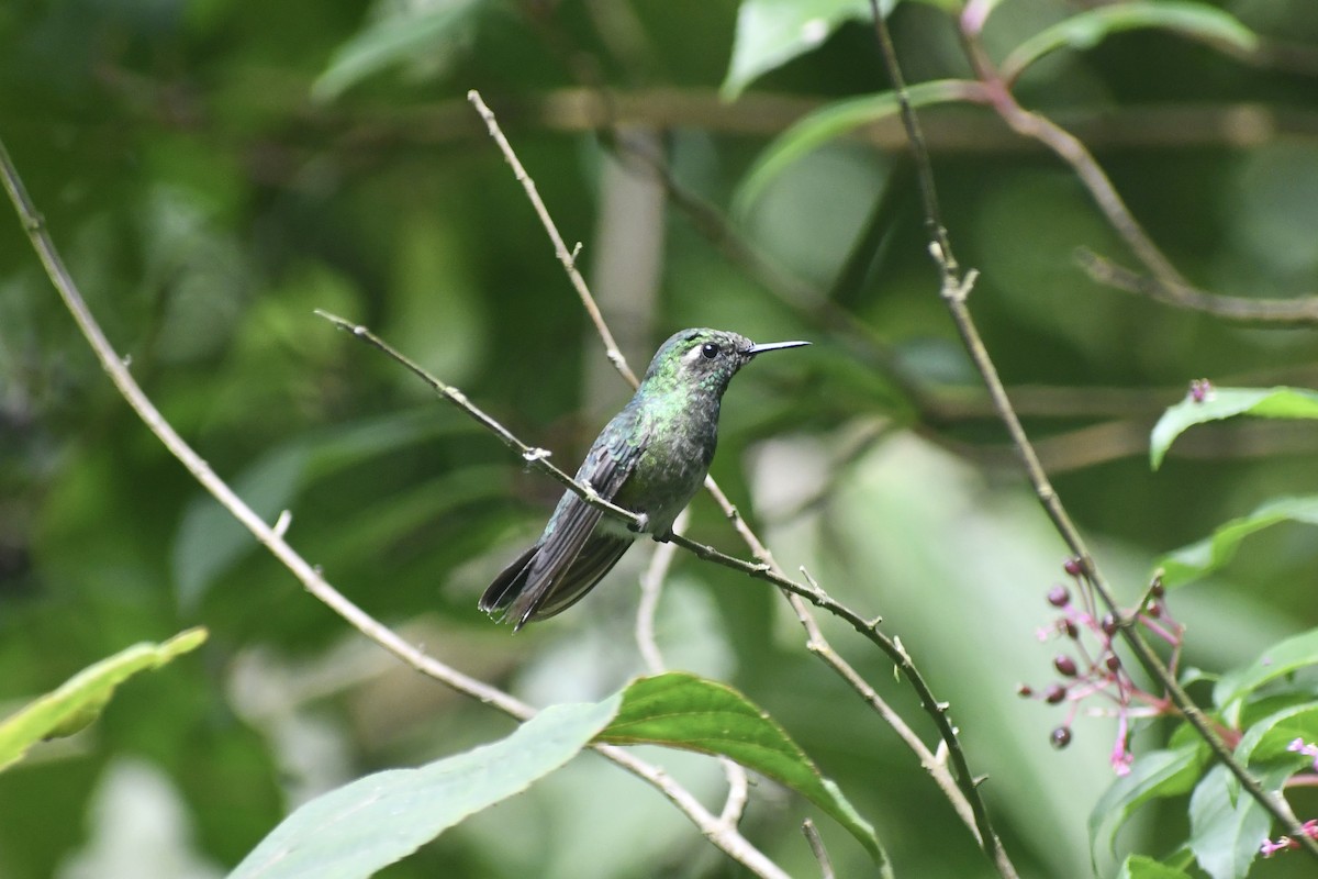 Emerald-chinned Hummingbird - ML615487804