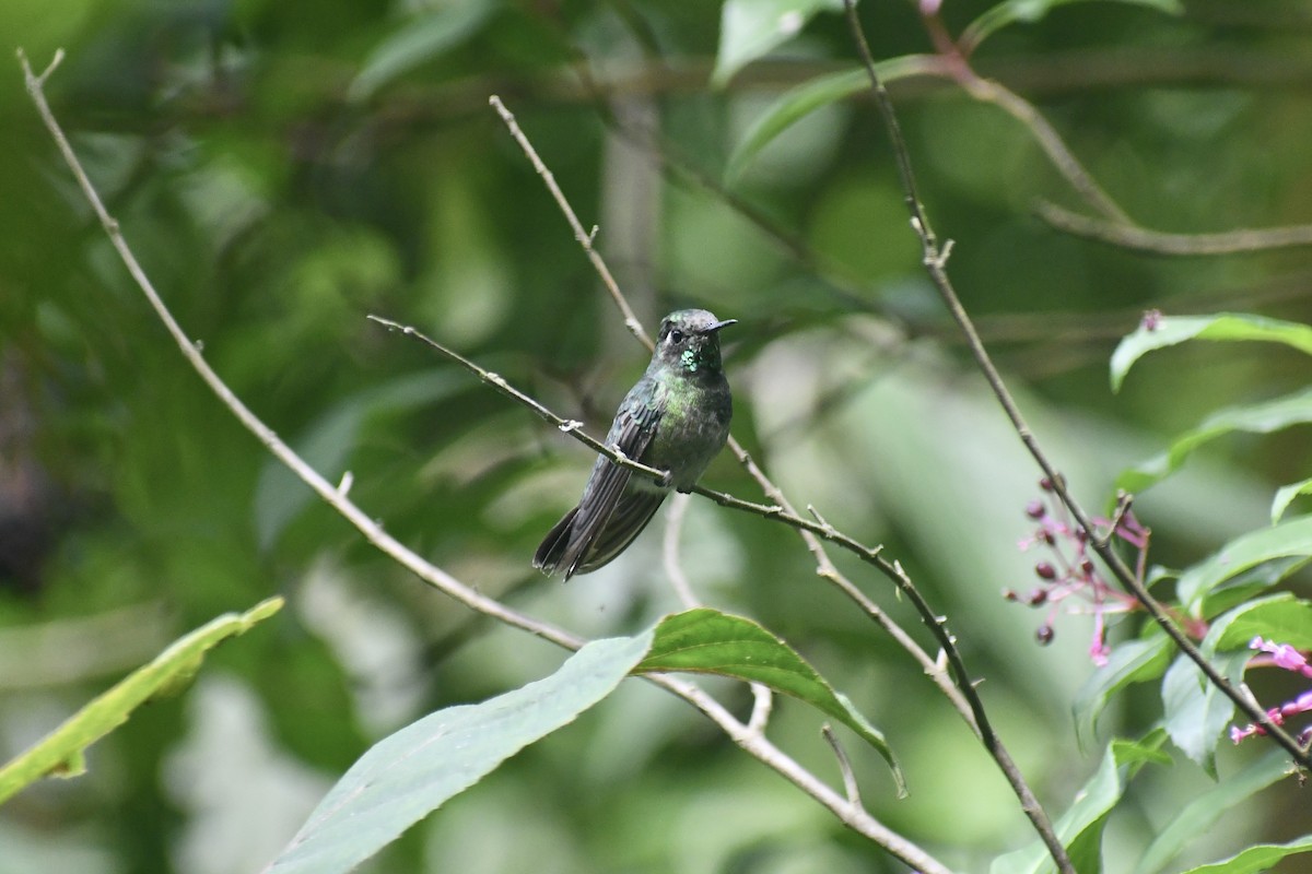 Emerald-chinned Hummingbird - ML615487807
