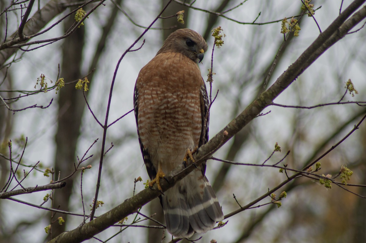 Red-shouldered Hawk (lineatus Group) - ML615488532