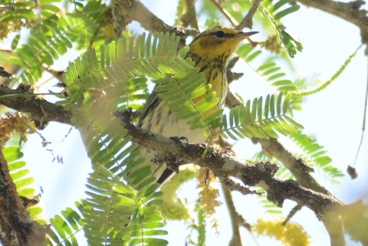 Cape May Warbler - ML615488564
