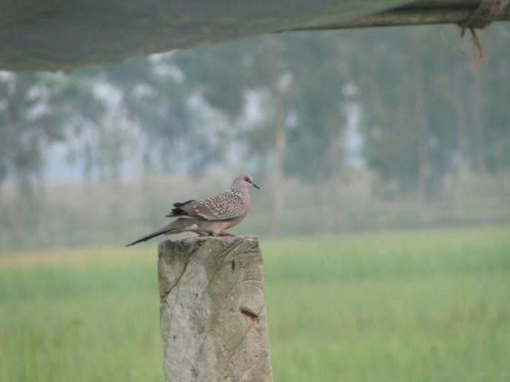 Spotted Dove - ML615488891