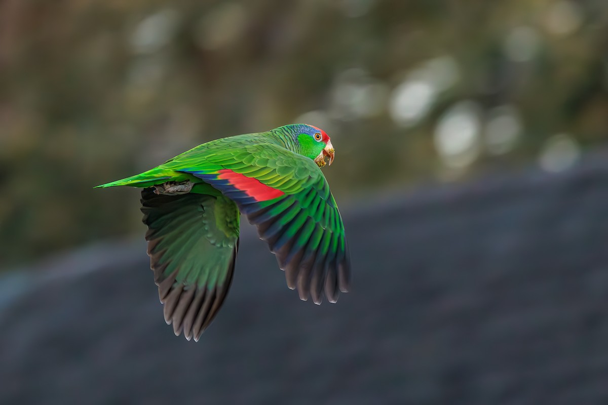 Red-crowned Parrot - ML615489017