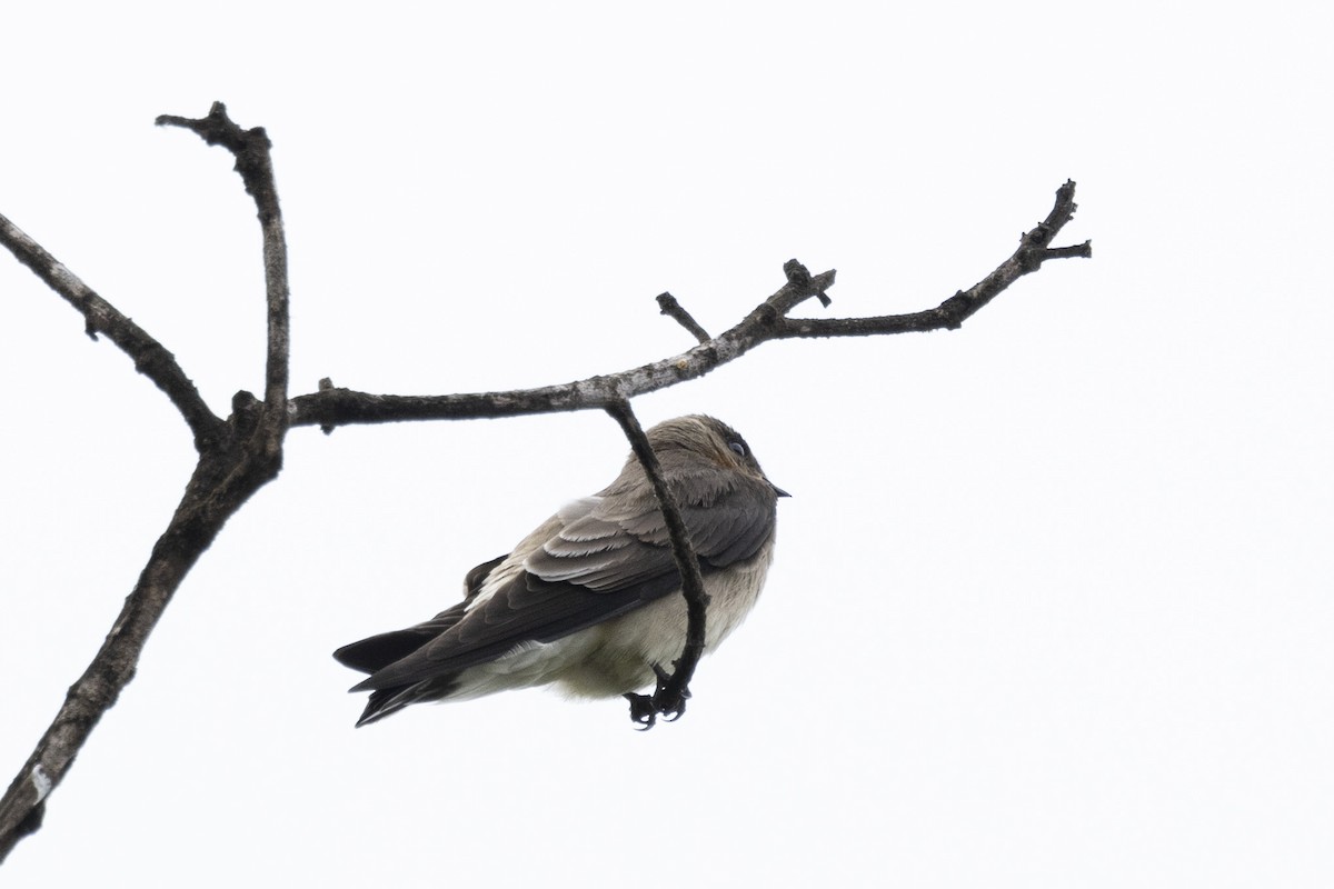 Southern Rough-winged Swallow - ML615489024