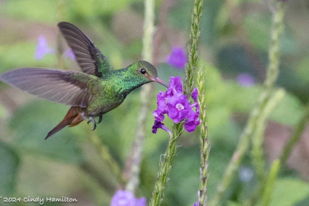 Rufous-tailed Hummingbird - ML615489039