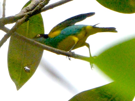 Black-faced Dacnis (Yellow-tufted) - ML615489219