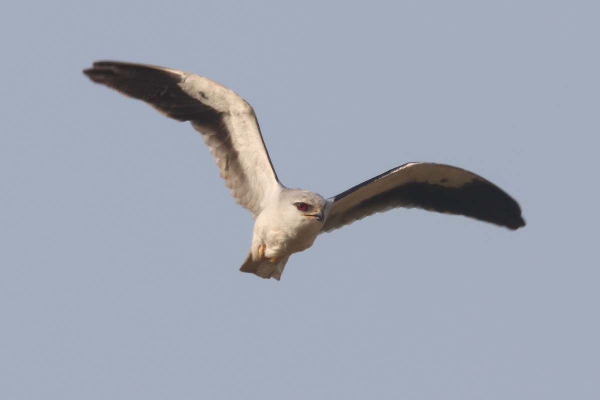 Black-winged Kite - ML615489235