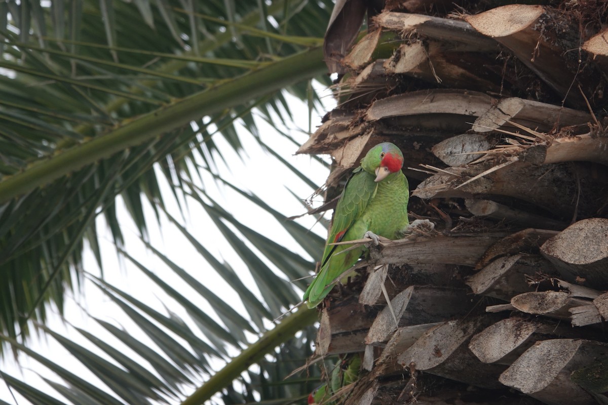 Red-crowned Parrot - ML615489293