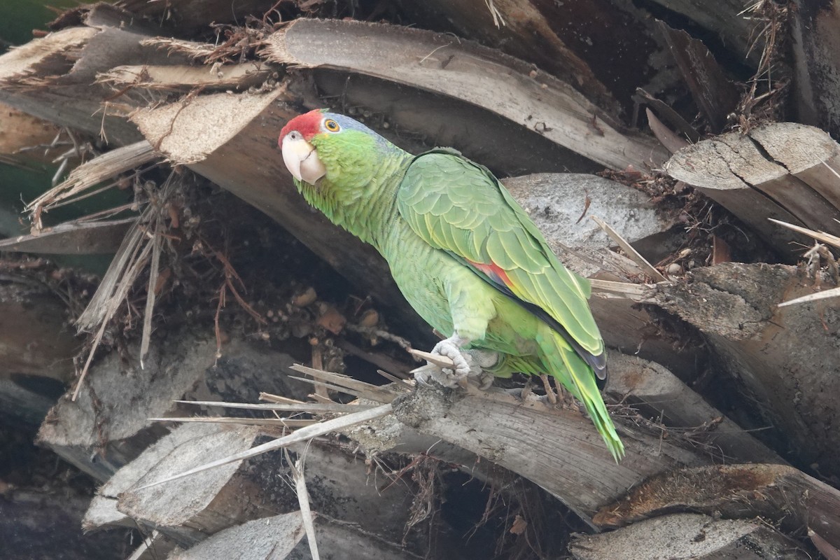 Red-crowned Parrot - ML615489294