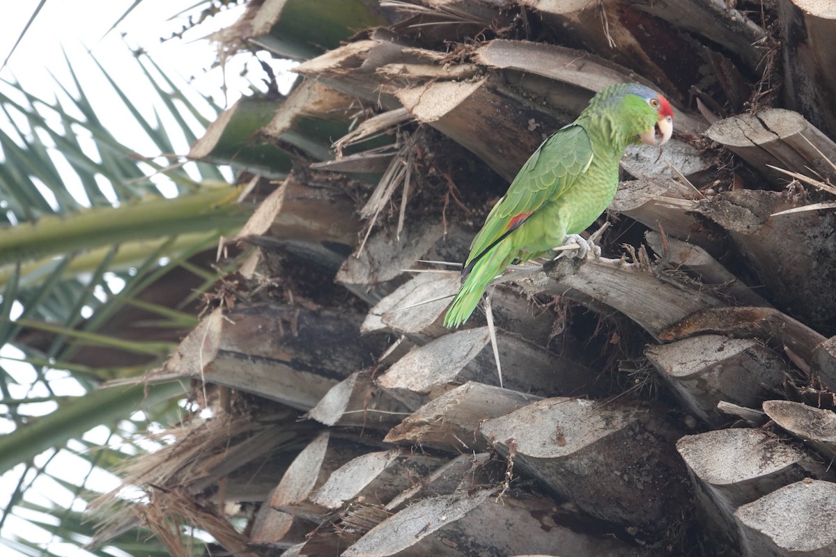 Red-crowned Parrot - ML615489295