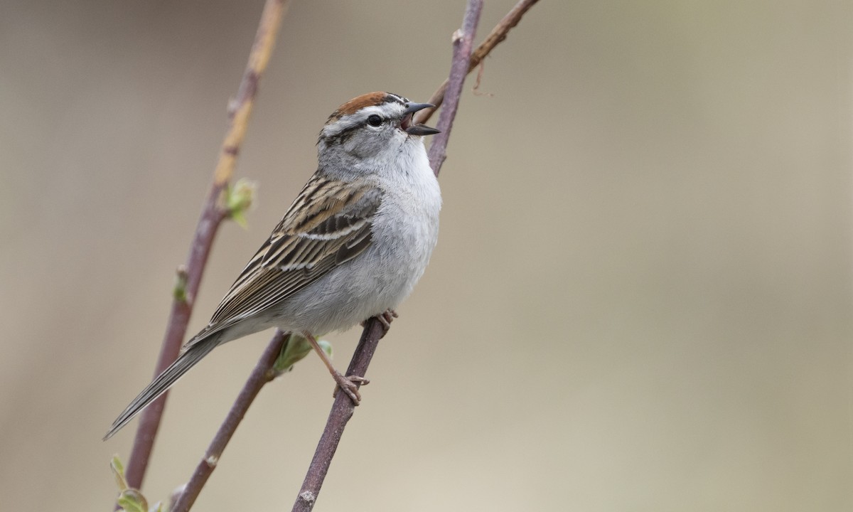 Chipping Sparrow - ML615489312