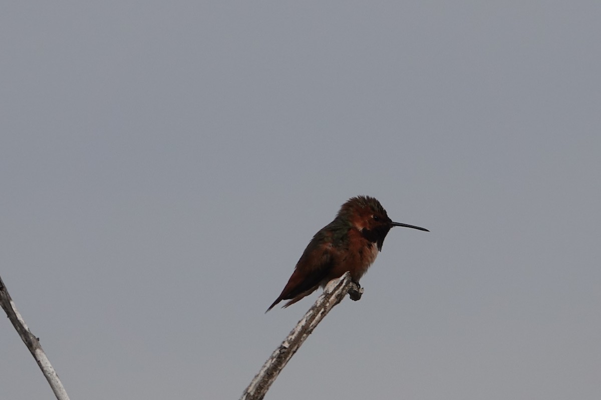 Allen's Hummingbird - Jeannette Bourgoin