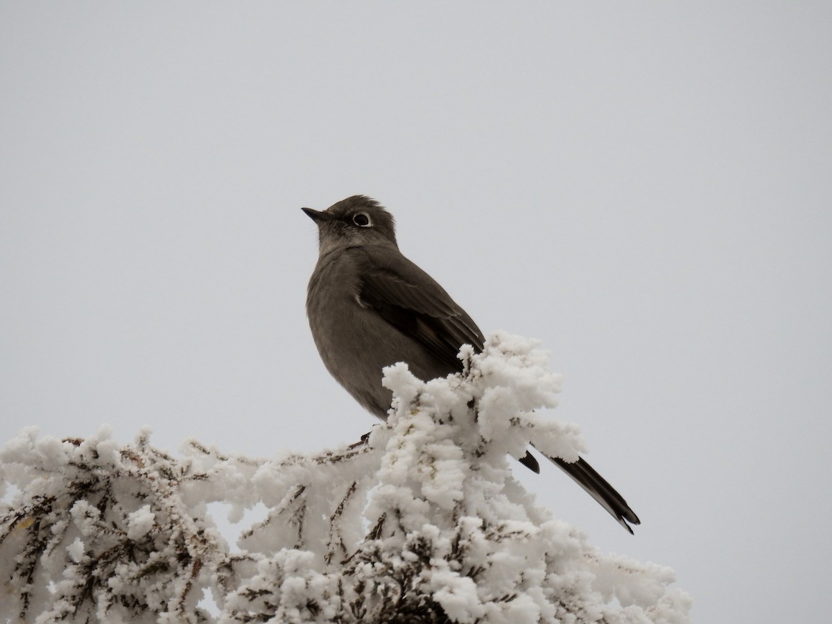 Townsend's Solitaire - K.C. Anderson