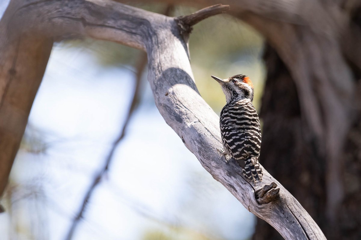 Striped Woodpecker - ML615489372