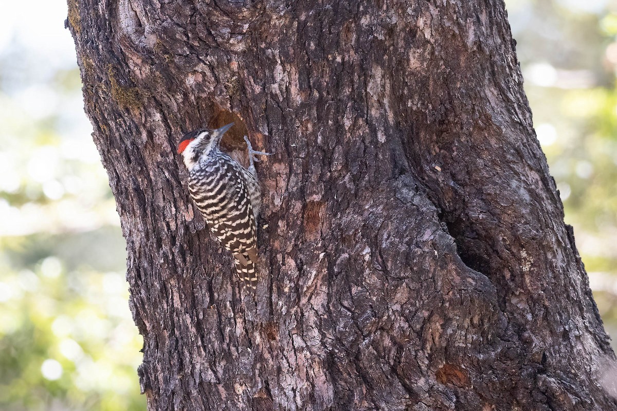Striped Woodpecker - ML615489373