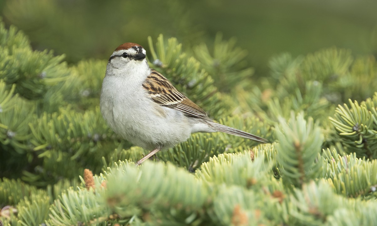 Chipping Sparrow - ML615489468