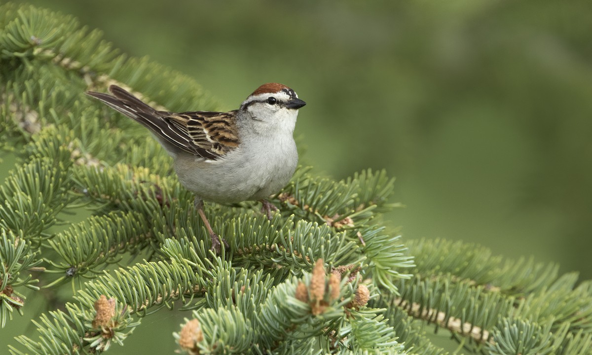 Chipping Sparrow - ML615489469