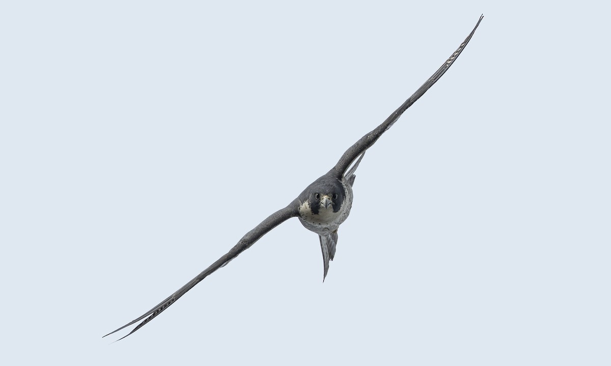 Peregrine Falcon - ML615489509