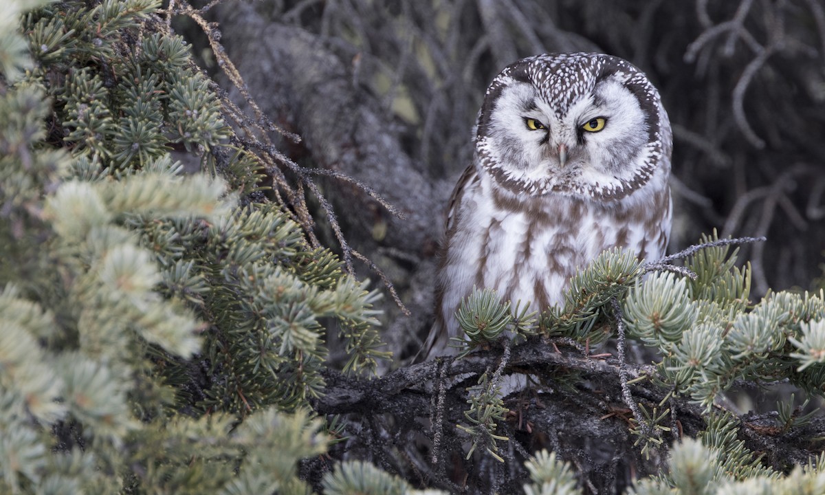 Boreal Owl - Zak Pohlen