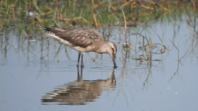 Asian Dowitcher - ML615489768