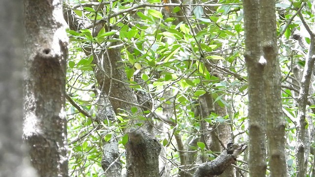 Rhipidure des mangroves - ML615489775