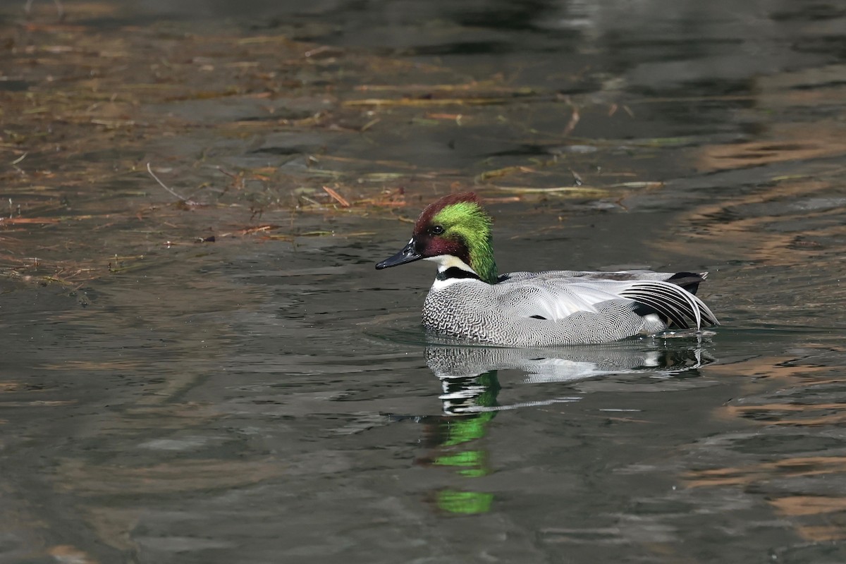 Falcated Duck - Chris Wiley