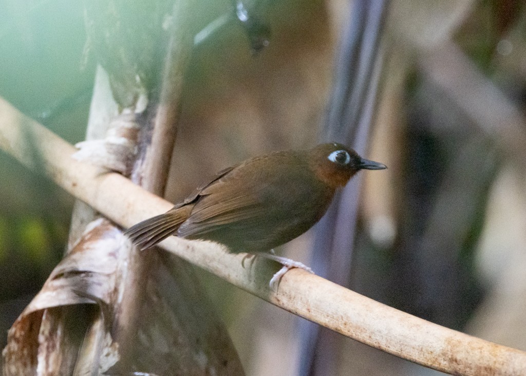 Rufous-throated Antbird - ML615489890