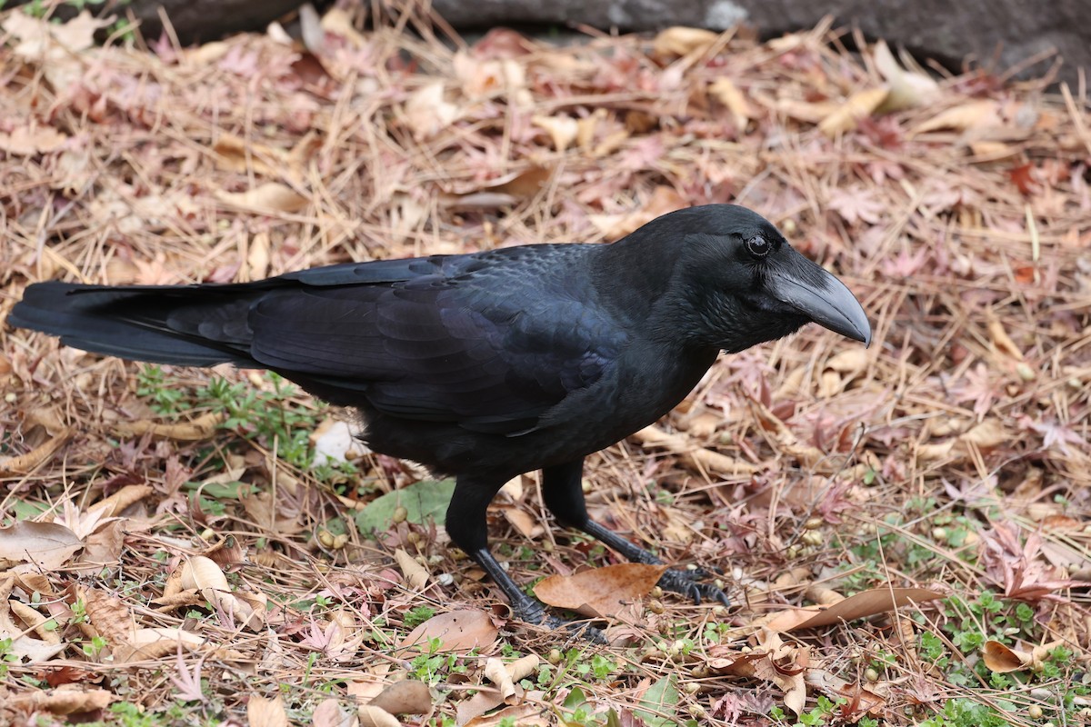 Large-billed Crow - ML615489895
