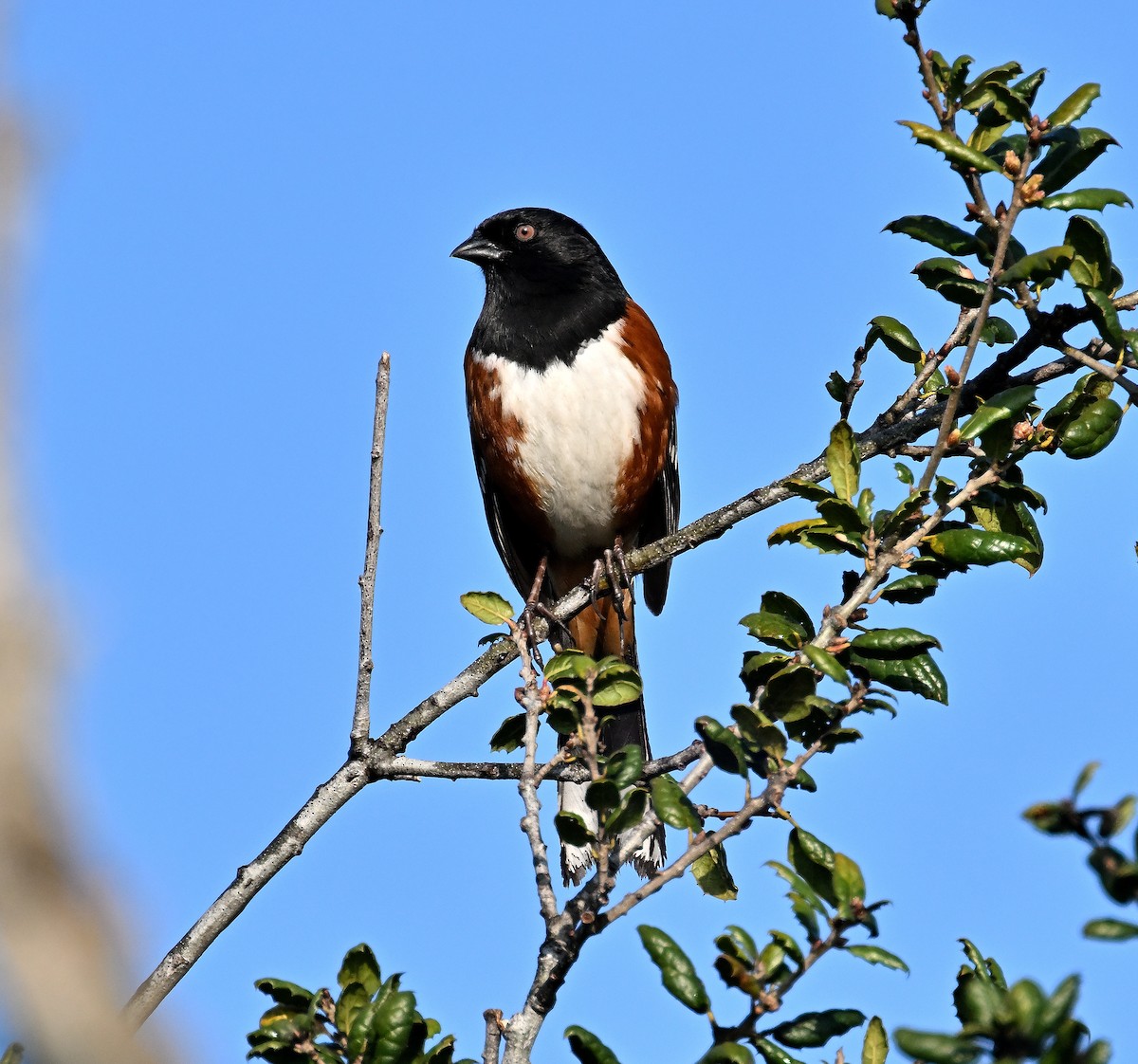 Spotted Towhee - ML615489911