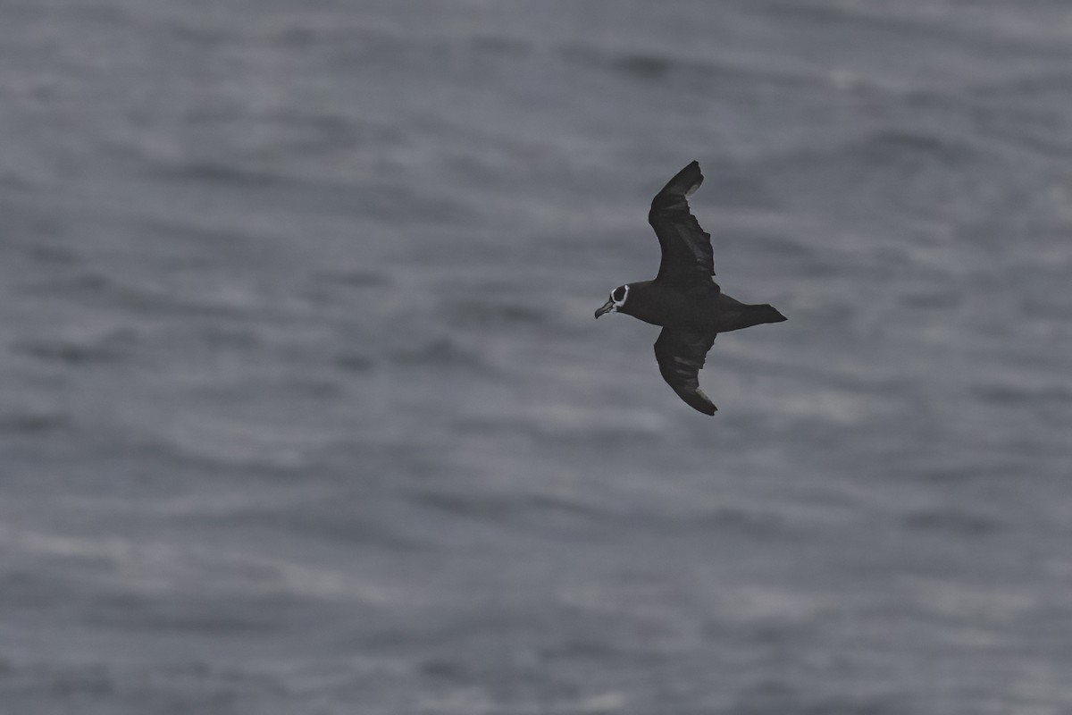 Spectacled Petrel - ML615489931
