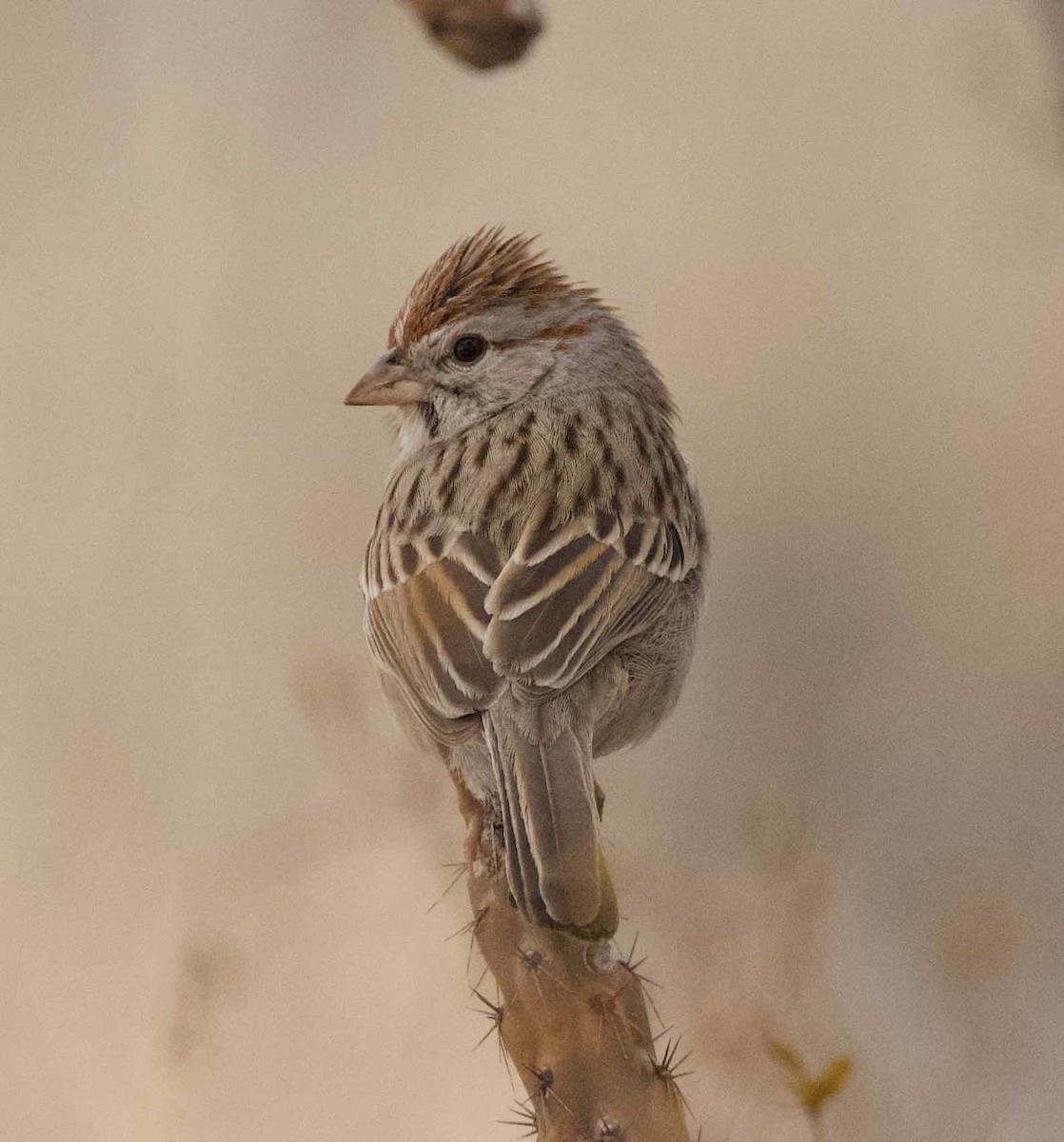 Rufous-winged Sparrow - ML615489951
