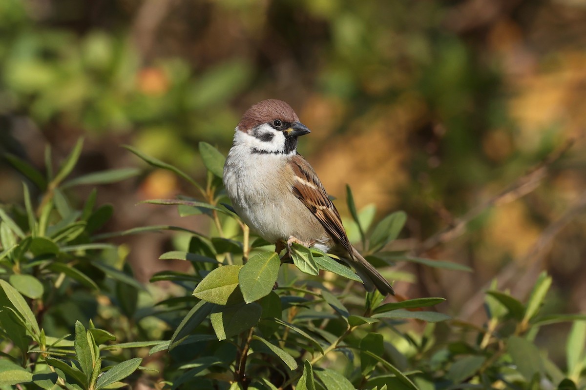 Eurasian Tree Sparrow - ML615489987