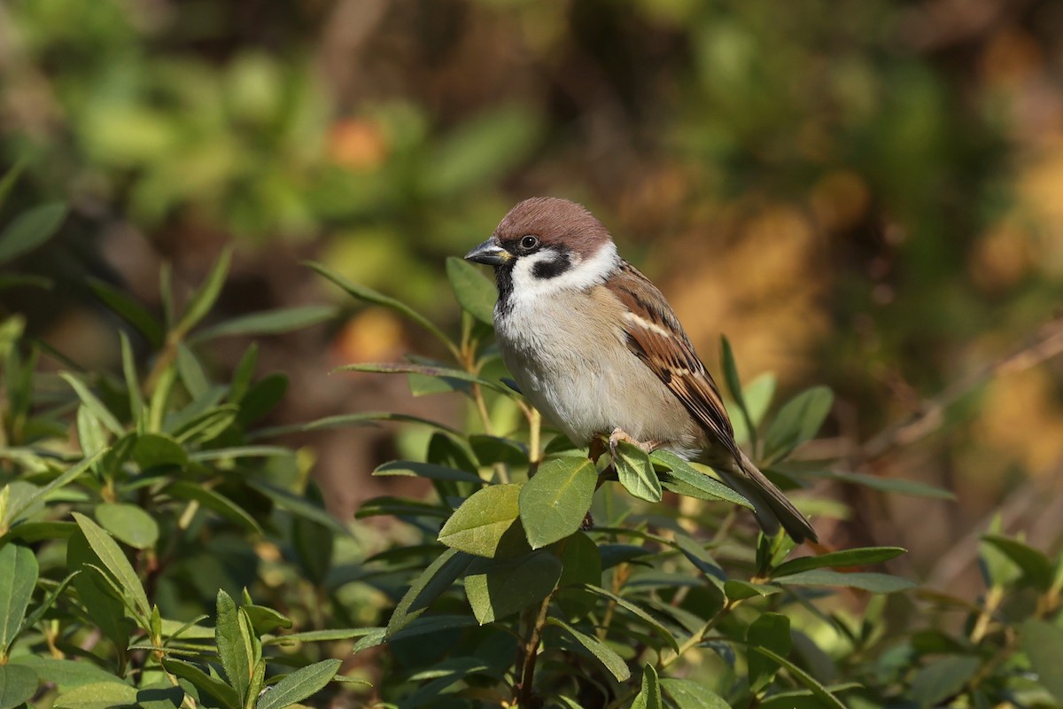Eurasian Tree Sparrow - ML615489988