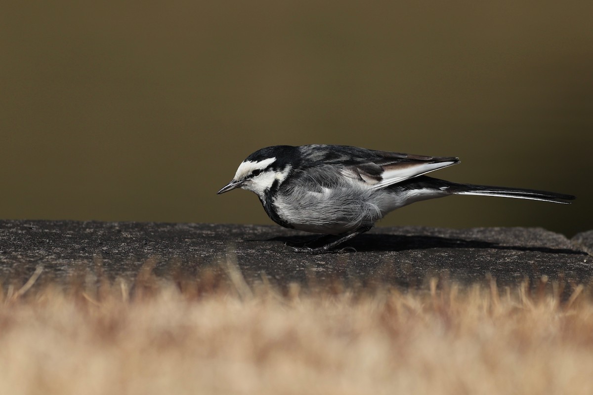 White Wagtail (Black-backed) - ML615490004