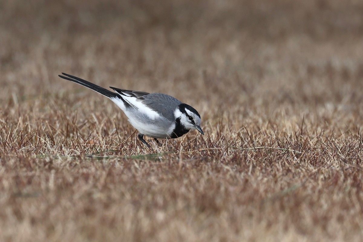 White Wagtail (Black-backed) - Chris Wiley