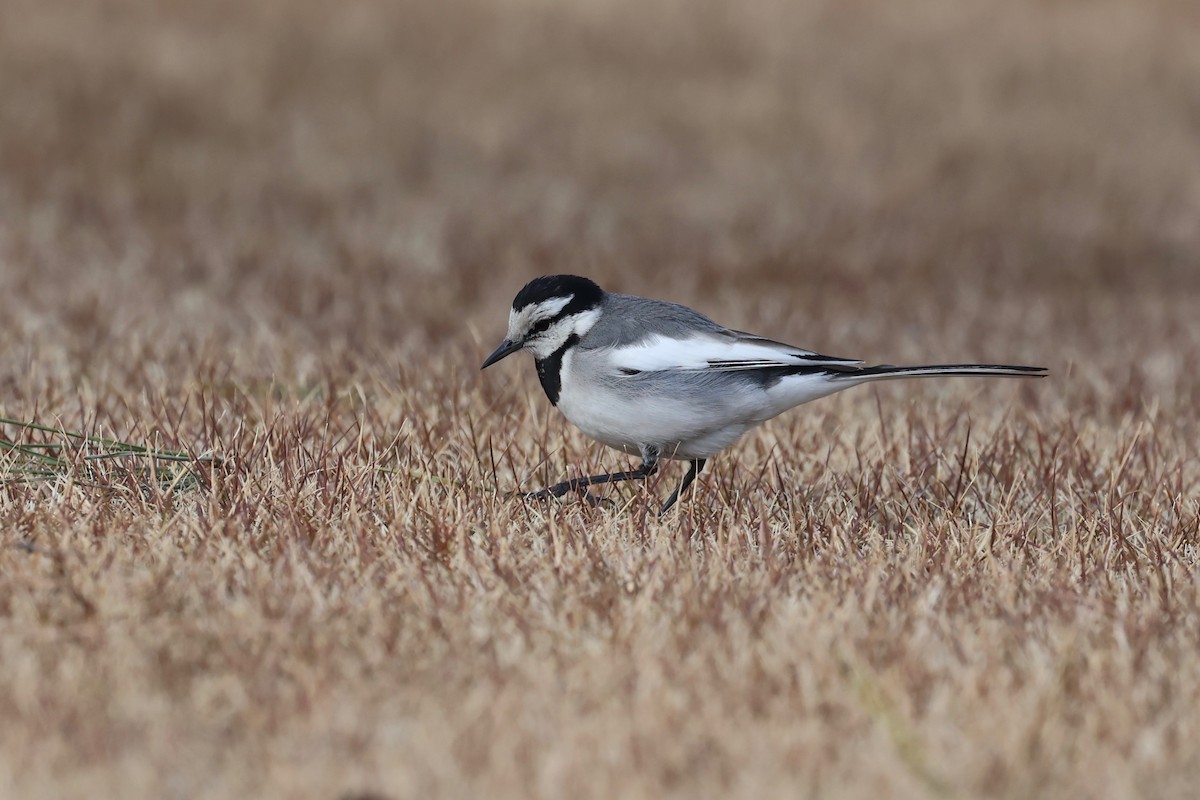 White Wagtail (Black-backed) - ML615490006