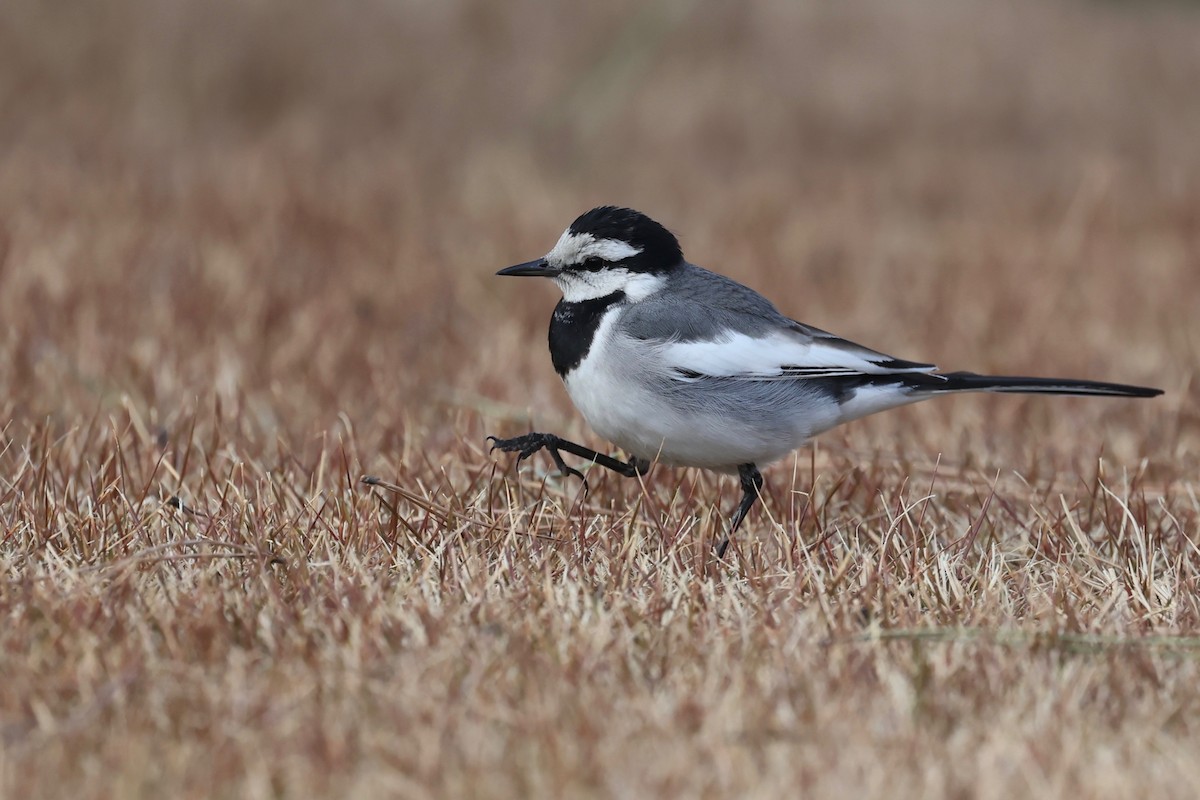 White Wagtail (Black-backed) - ML615490007