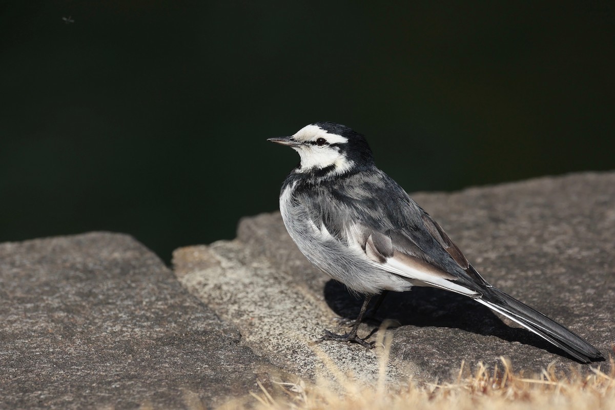 White Wagtail (Black-backed) - ML615490008