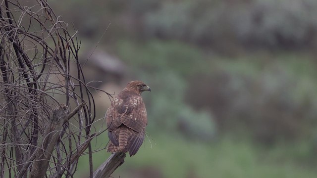 Red-tailed Hawk - ML615490011