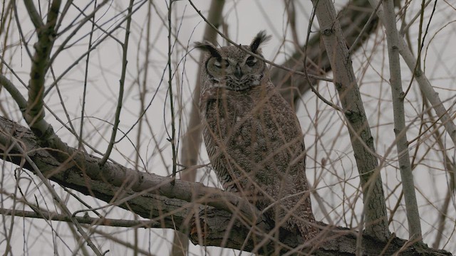 Great Horned Owl - ML615490027