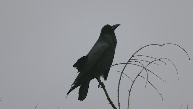 Common Raven - ML615490041