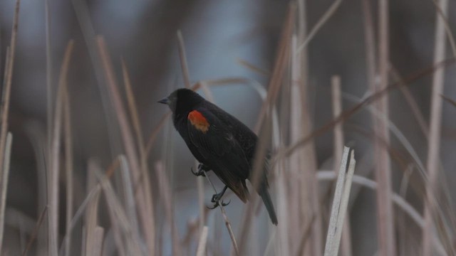 Red-winged Blackbird - ML615490066