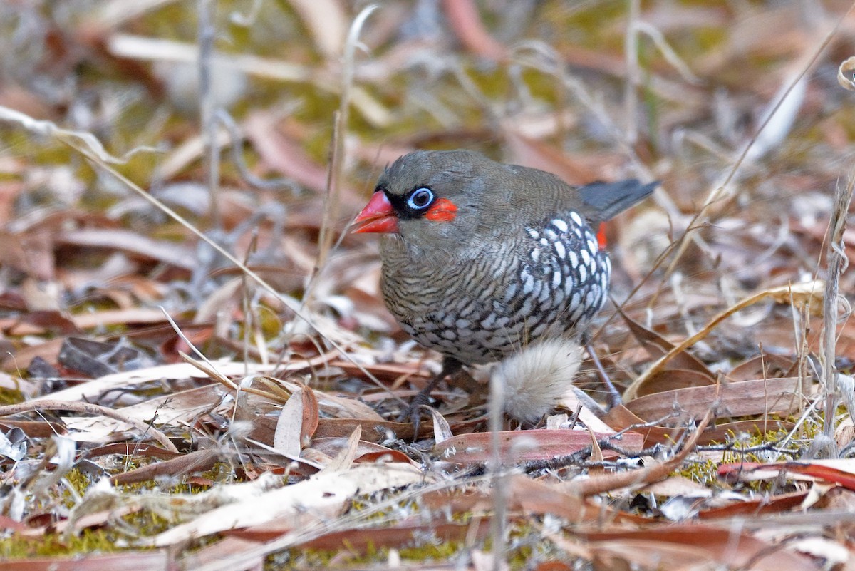 Red-eared Firetail - ML615490097