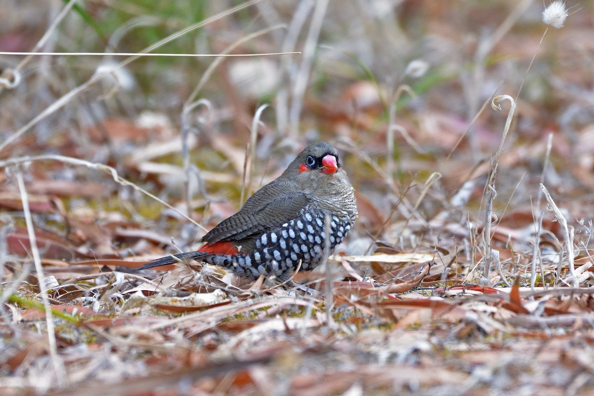 Red-eared Firetail - ML615490098