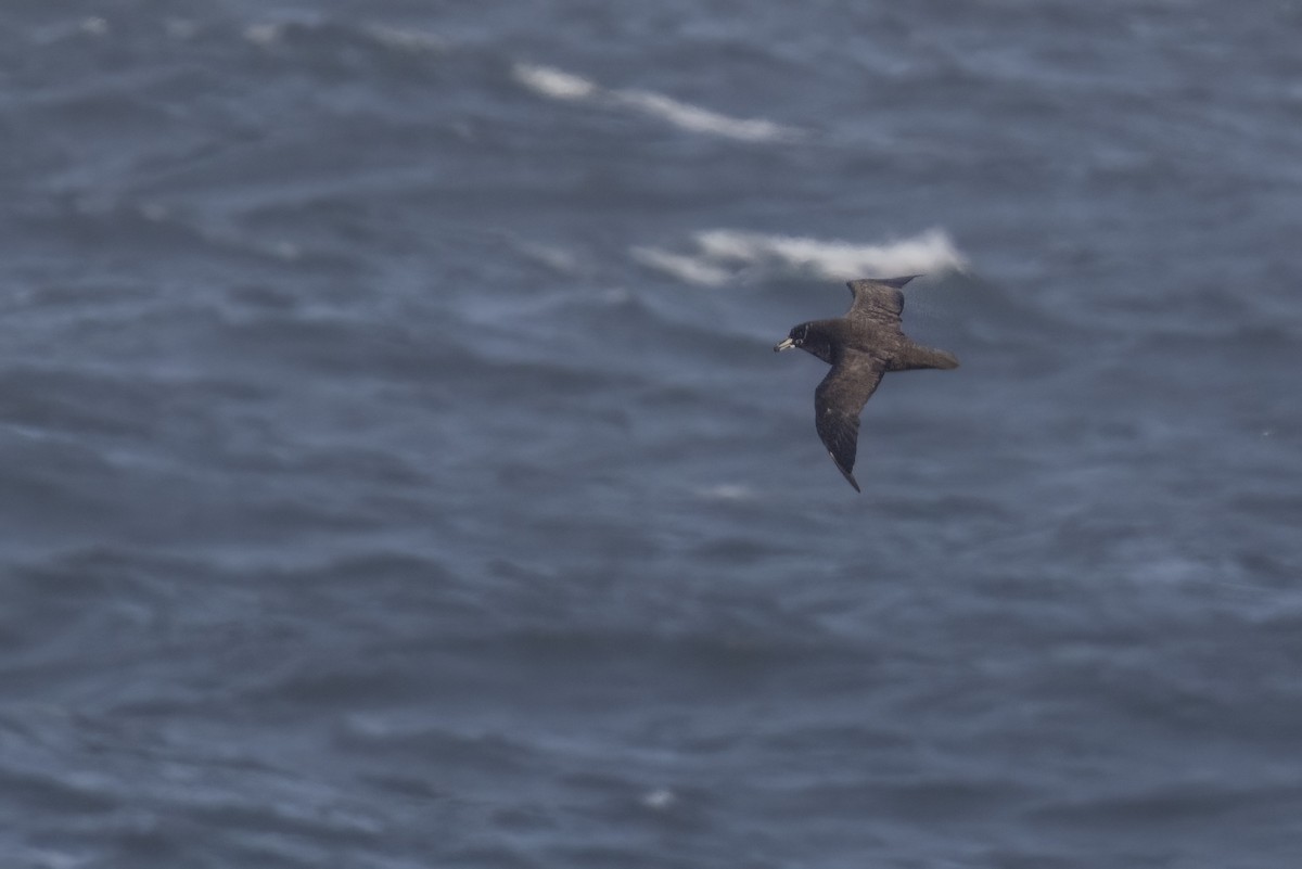 Spectacled Petrel - ML615490127