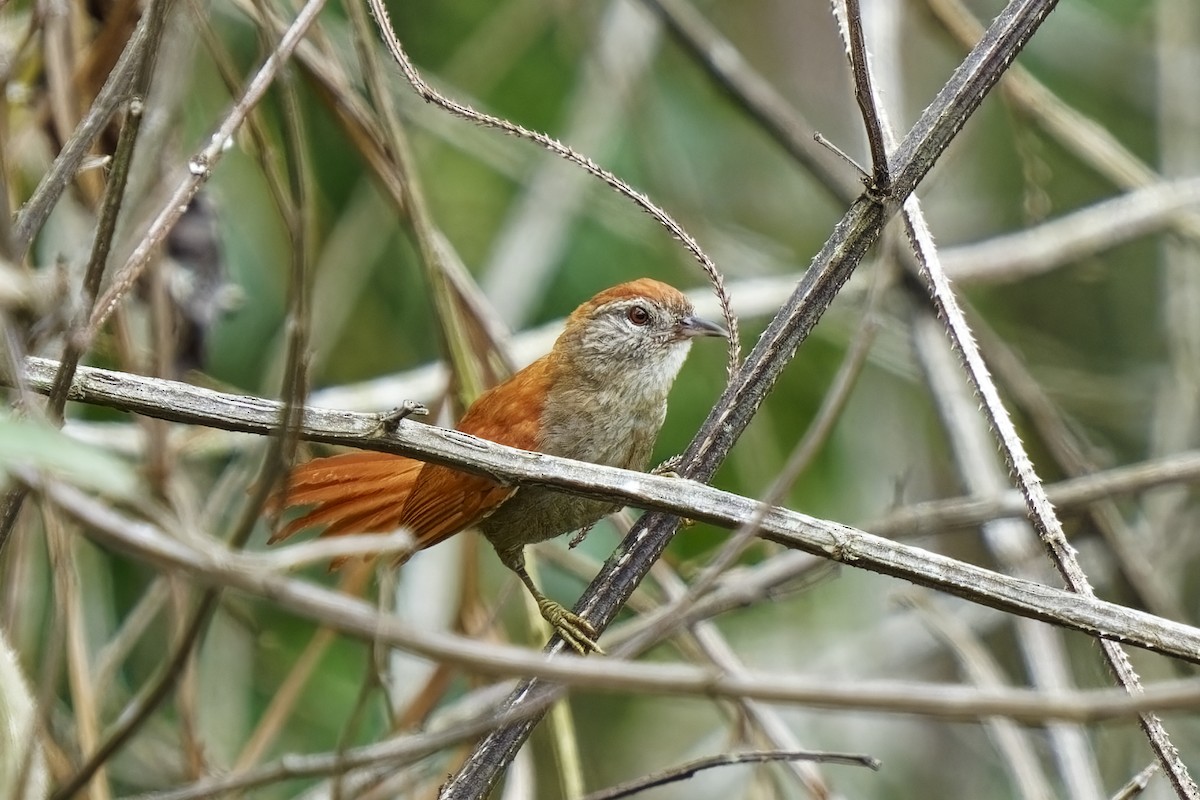 Rusty-backed Spinetail - ML615490496