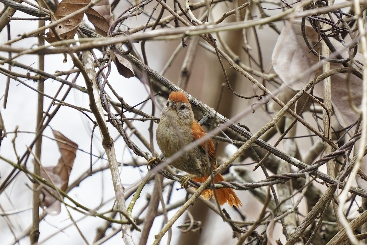 Rusty-backed Spinetail - Holger Teichmann